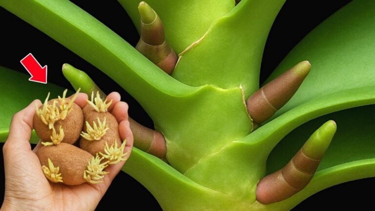 500% więcej pędów kwiatowych z orchidei – sprawdź ten prosty sposób!